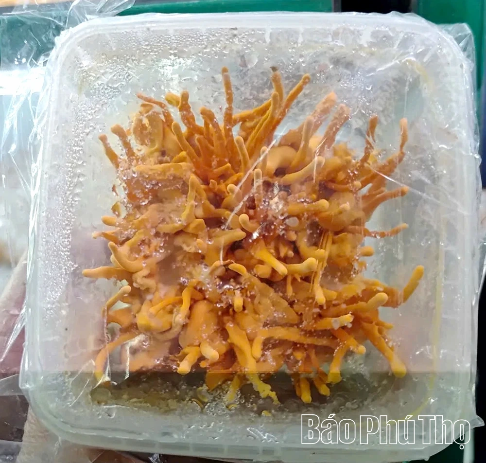 Liên kết chuỗi nâng tầm giá trị nấm đông trùng hạ thảo Tam Đảo