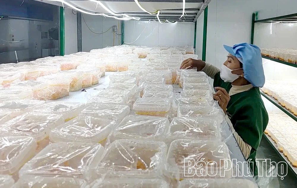 Liên kết chuỗi nâng tầm giá trị nấm đông trùng hạ thảo Tam Đảo