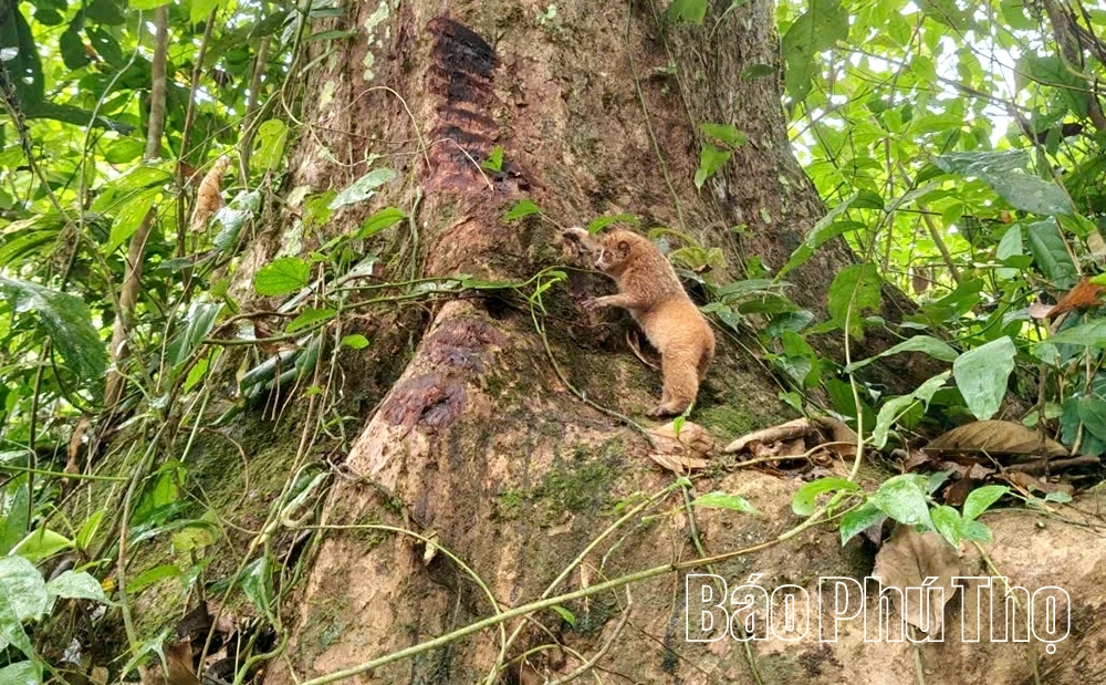 Thả 2 cá thể động vật hoang dã quý hiếm về tự nhiên