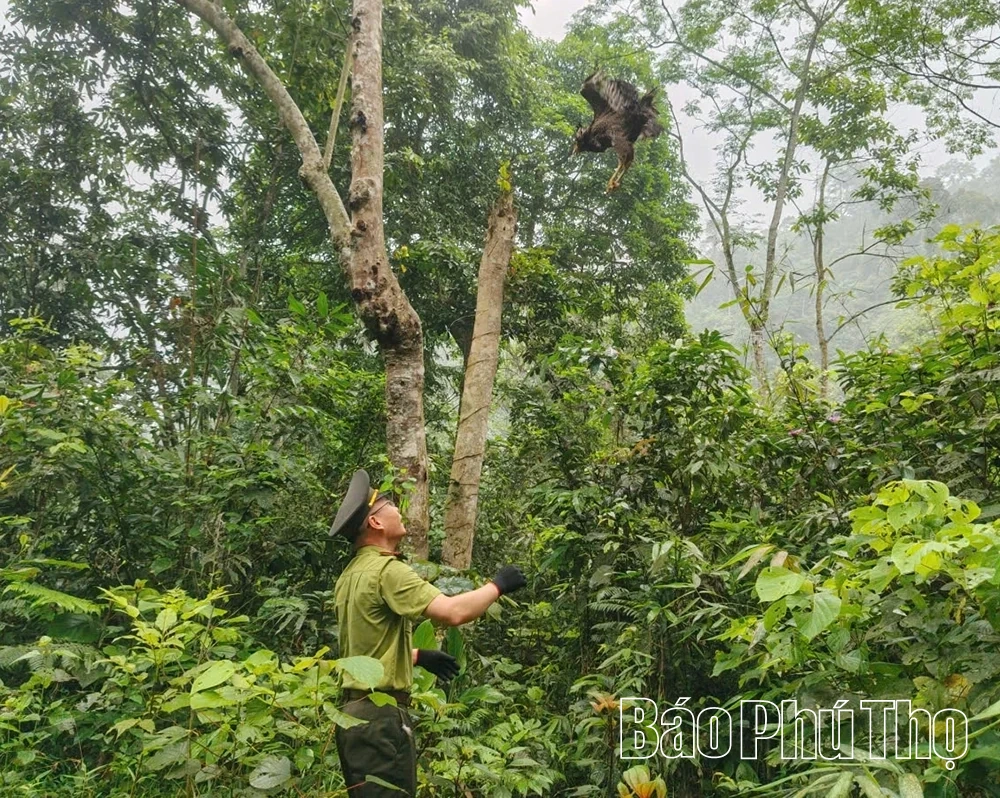 Thả 2 cá thể động vật hoang dã quý hiếm về tự nhiên