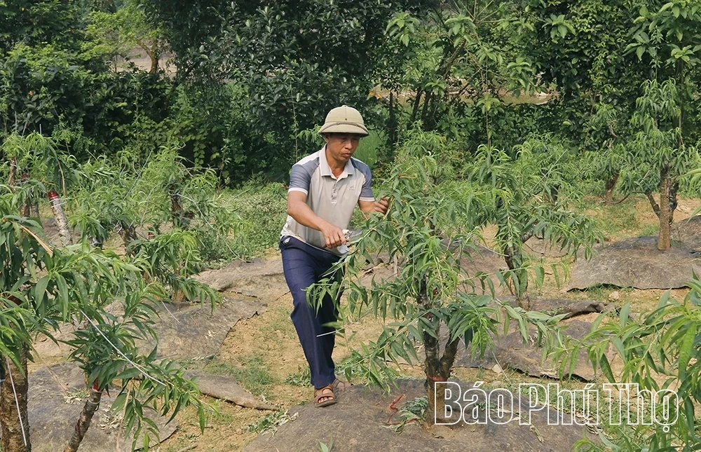 Hoa và cây cảnh Văn Lang – sinh kế từ làng
