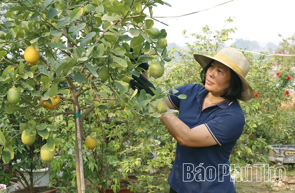 Hoa và cây cảnh Văn Lang – sinh kế từ làng