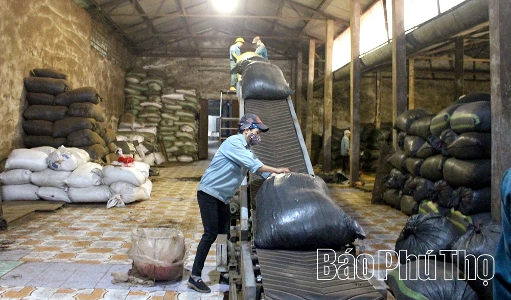 Xây dựng chuỗi giá trị cho cây chè