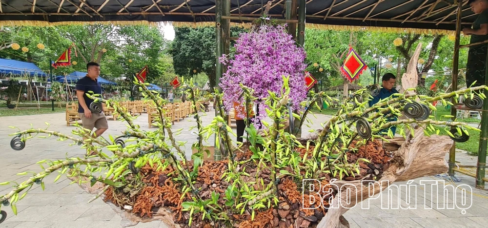 Hoa lan tỏa sắc tại Đền Hùng dịp Giỗ Tổ năm 2026