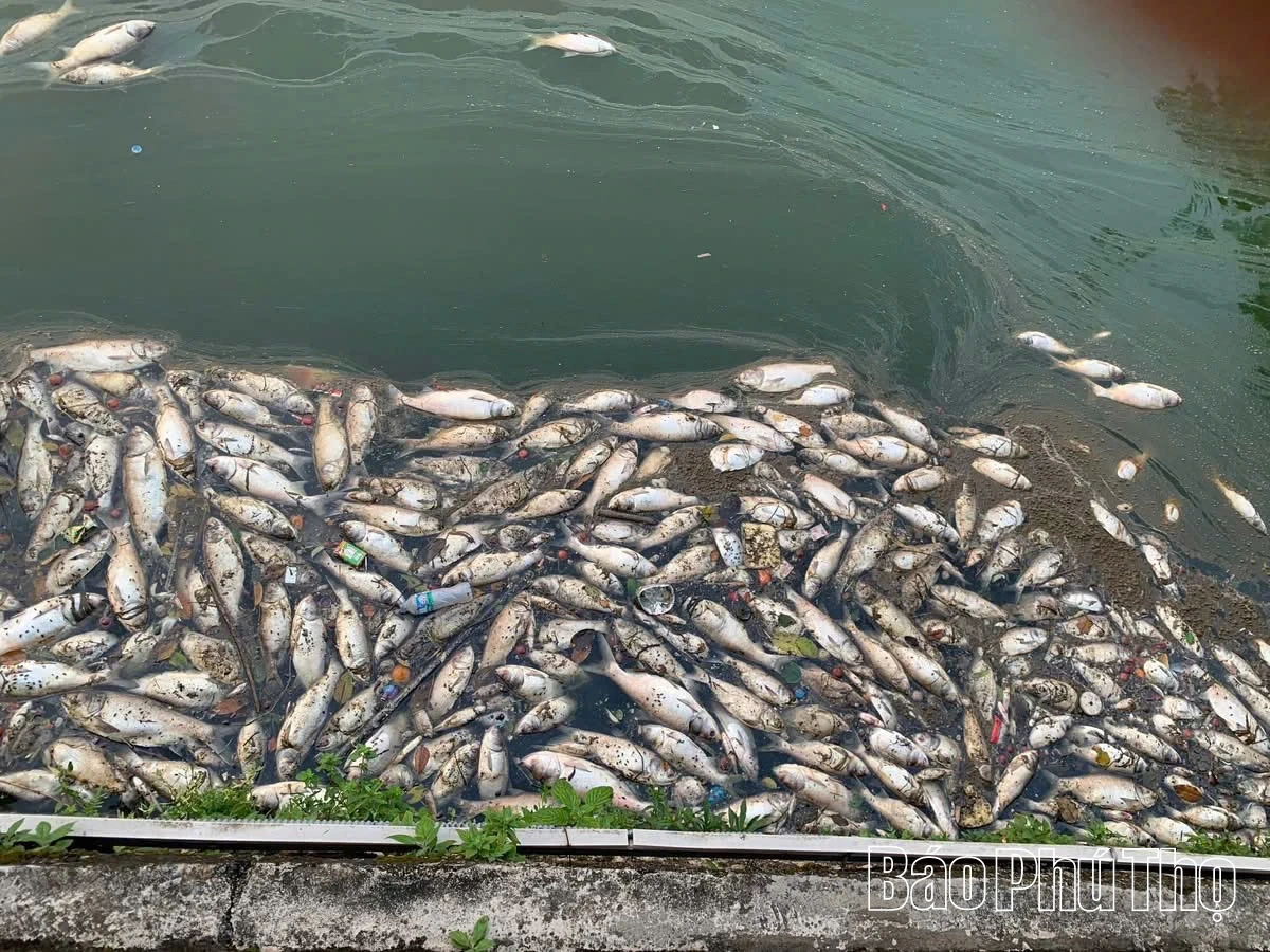 Khẩn trương xử lý tình trạng cá chết hàng loạt tại hồ Công viên Văn Lang