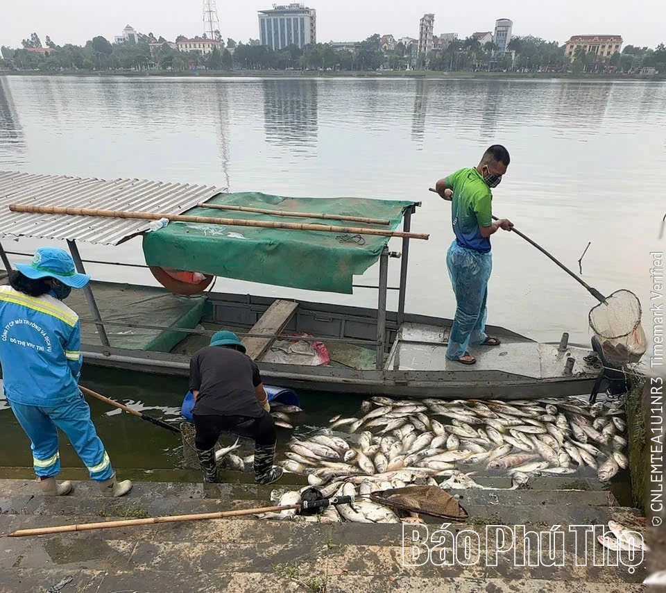 Khẩn trương xử lý tình trạng cá chết hàng loạt tại hồ Công viên Văn Lang