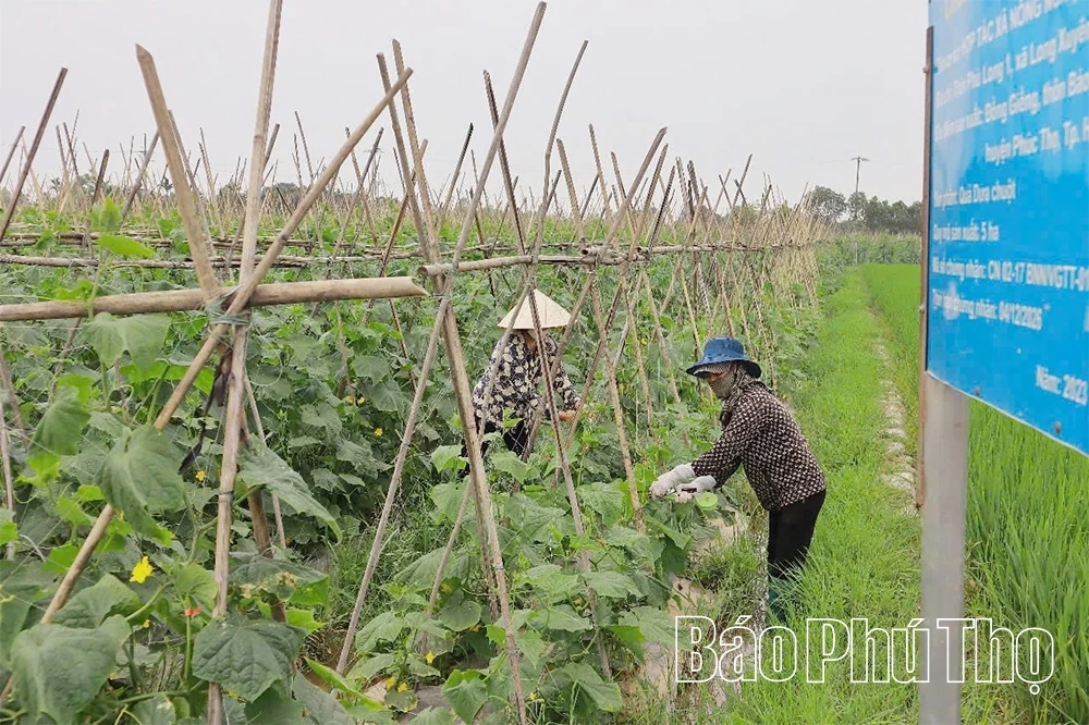 Vạn Xuân phát triển các mô hình liên kết sản xuất và tiêu thụ nông sản
