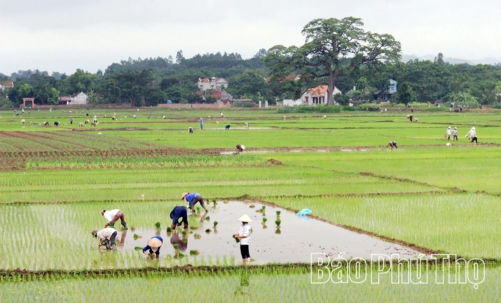 Bàn giải pháp phòng, chống sinh vật gây hại chính trên lúa Đông Xuân giai đoạn cuối vụ