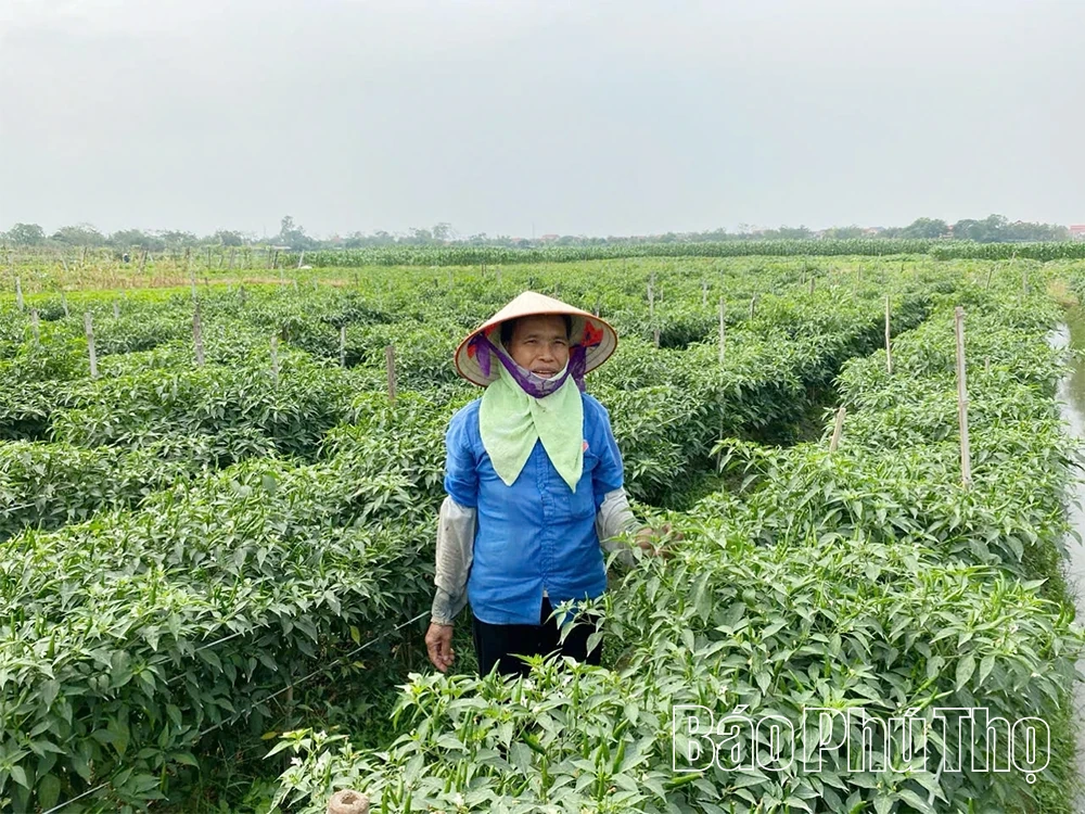 Vĩnh An tập trung nguồn lực xây dựng nông thôn mới nâng cao