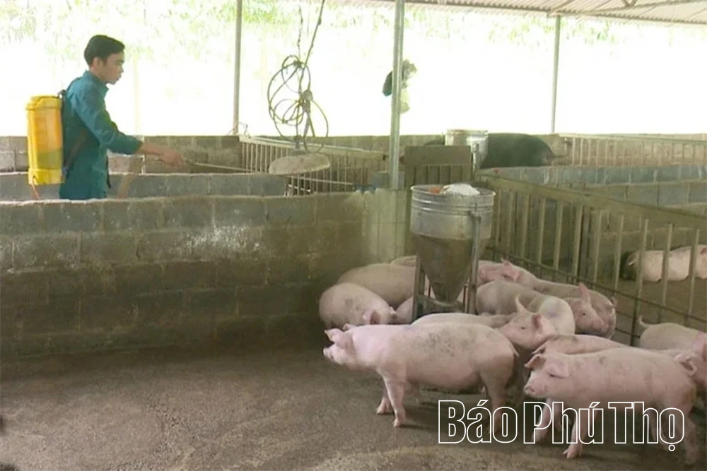 Đề phòng bệnh Dịch tả lợn Châu Phi tái phát và lây lan rộng