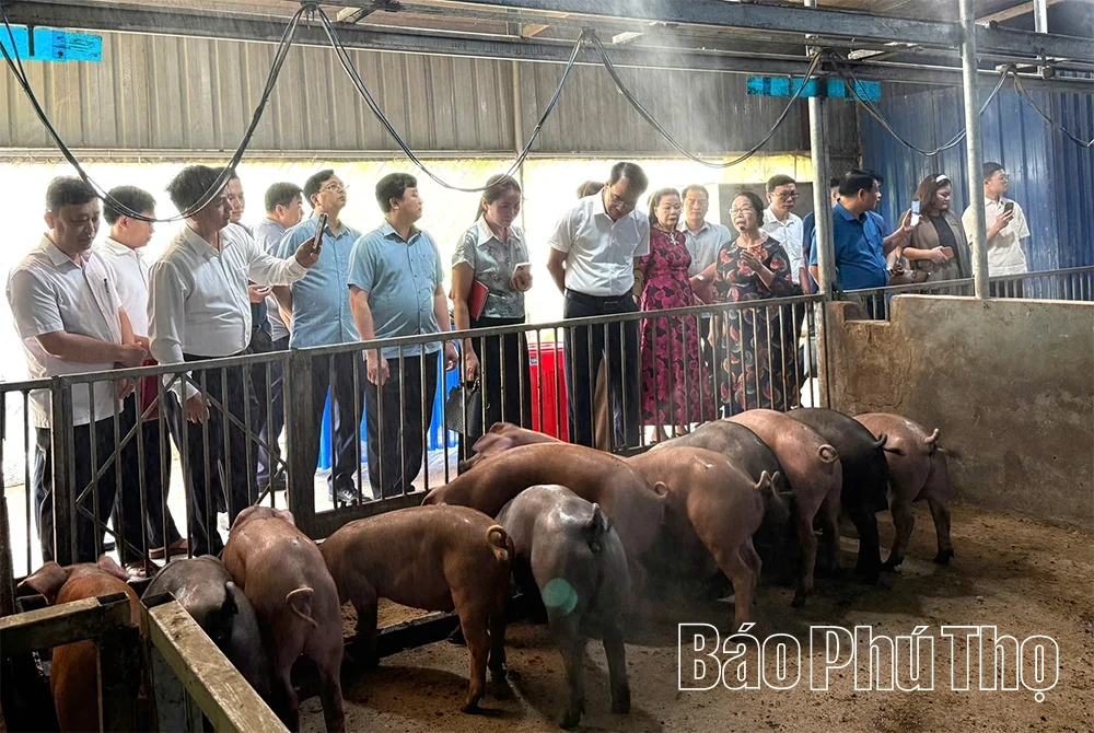 Phú Thọ triển khai mô hình nông nghiệp tuần hoàn, hướng tới phát triển bền vững