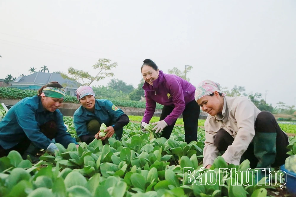 Thúc đẩy liên kết giữa kinh tế tập thể và kinh tế tư nhân