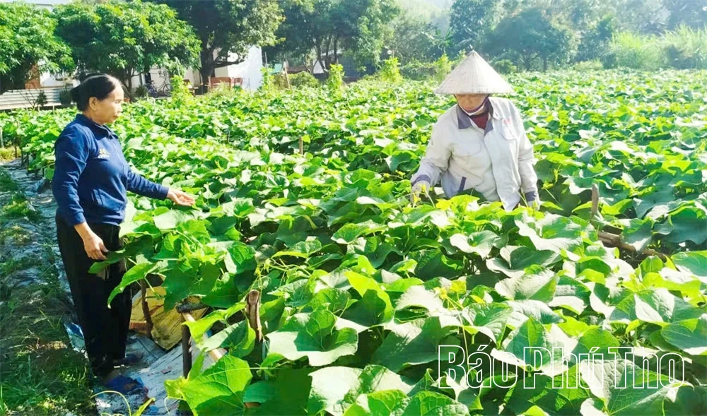 Thúc đẩy liên kết giữa kinh tế tập thể và kinh tế tư nhân