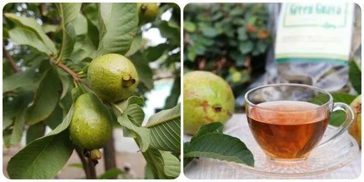 Nhóm người nên thường xuyên uống nước lá ổi