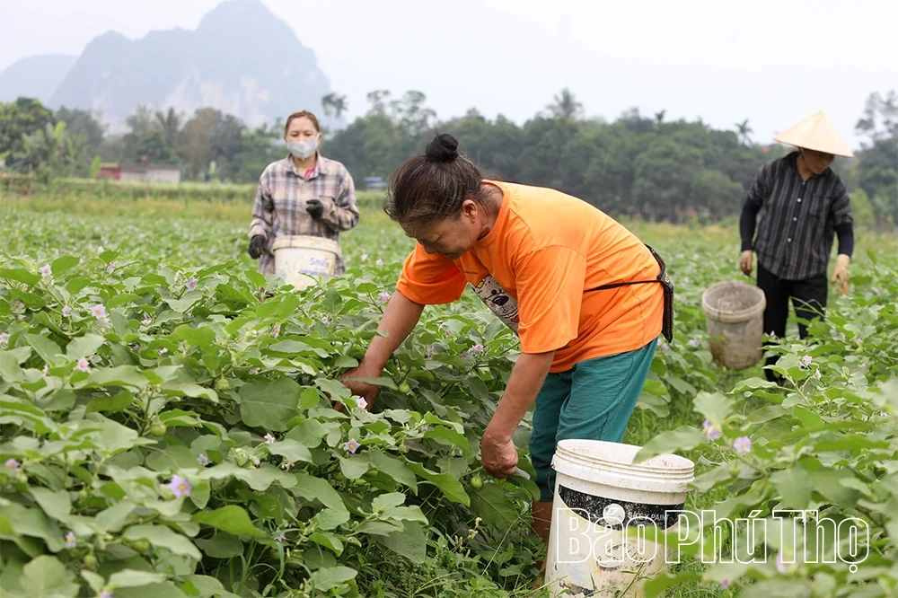 Mùa vui trên những cánh đồng chuyển đổi ở Hợp Kim