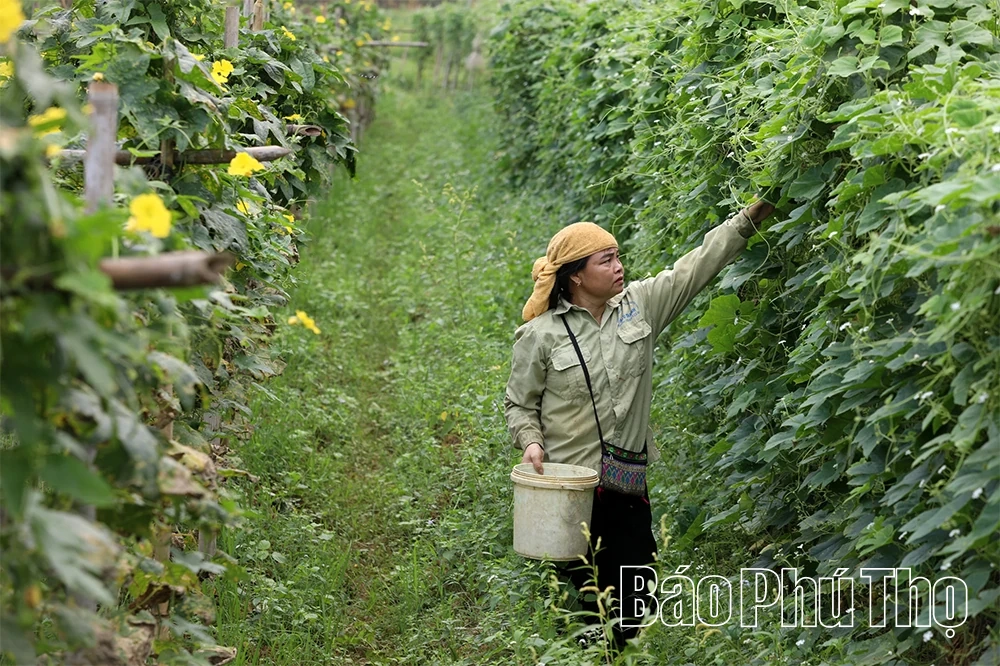 Mùa vui trên những cánh đồng chuyển đổi ở Hợp Kim