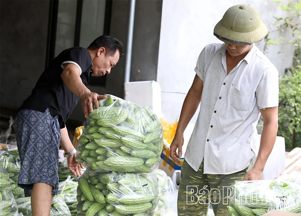 Mùa vui trên những cánh đồng chuyển đổi ở Hợp Kim