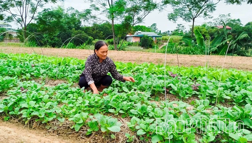 Nhân rộng các mô hình sinh kế hướng tới giảm nghèo bền vững