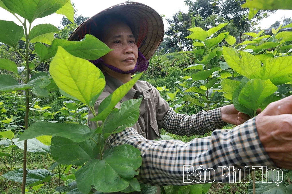 Độc đáo làng nghề ươm tơ, dệt lụa