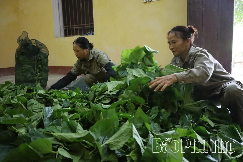 Độc đáo làng nghề ươm tơ, dệt lụa