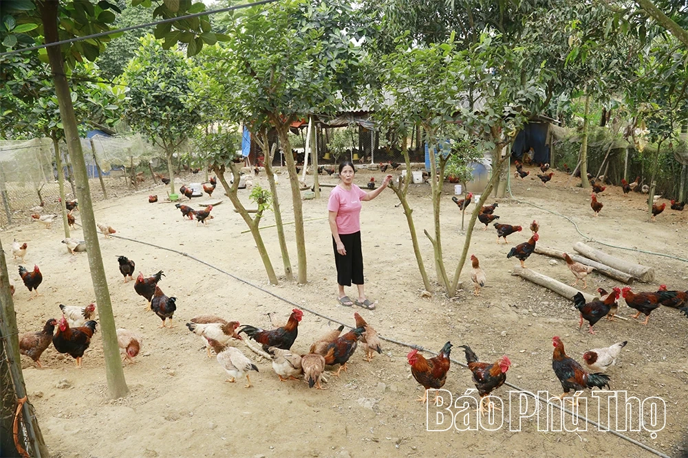 “Vị ngọt” gà Mía