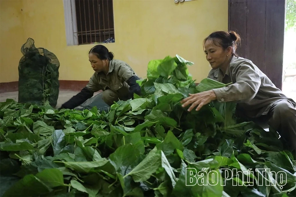 The Unique Craft of Silk Reeling and Weaving