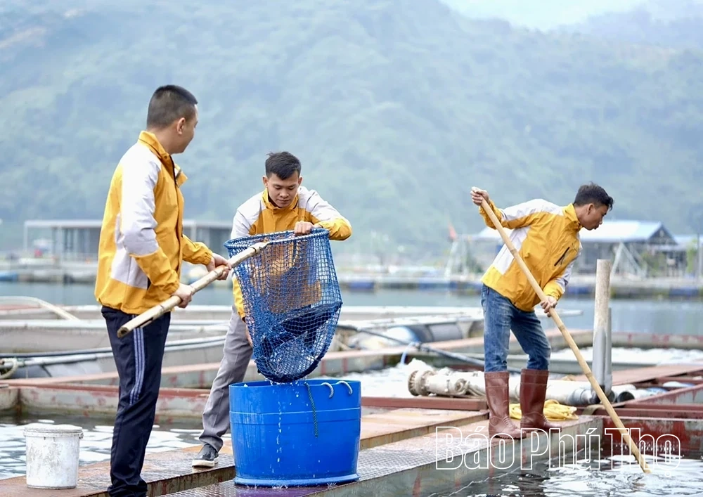 Phú Thọ nhân rộng mô hình nông nghiệp sạch