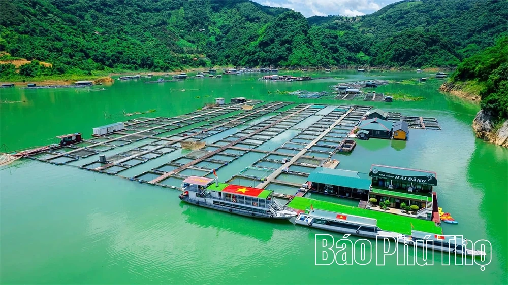 Hướng đi bền vững cho nghề nuôi cá lồng trên hồ Hòa Bình