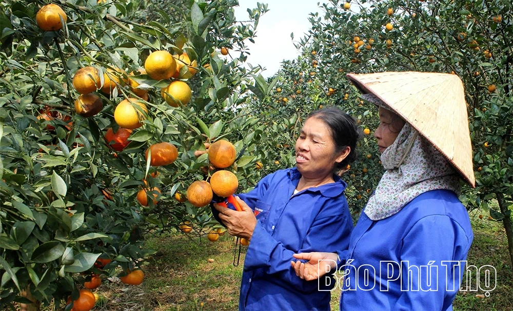 Kỳ I: Nền tảng vững, phát triển bền