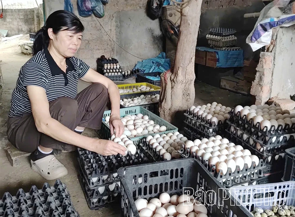 Mô hình chăn nuôi tổng hợp mang lại hiệu quả kinh tế cao