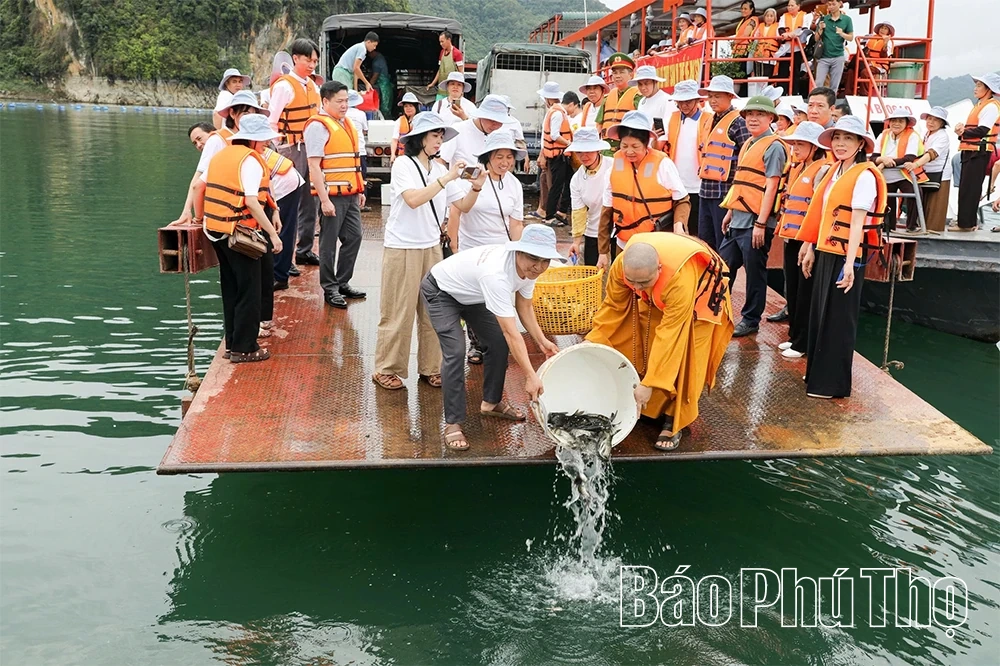 Thả hơn 3 tấn cá giống tái tạo nguồn lợi thủy sản hồ Hòa Bình