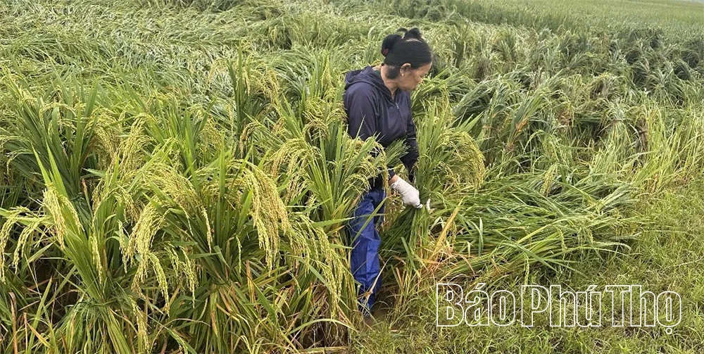 Nhiều địa phương bị thiệt hại do mưa, gió mạnh