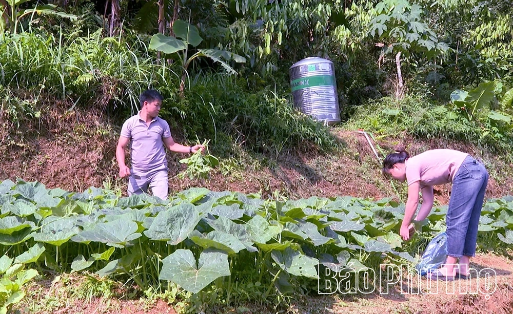Để tấc đất hóa “tấc vàng” giữa đại ngàn Đèo Mương 2