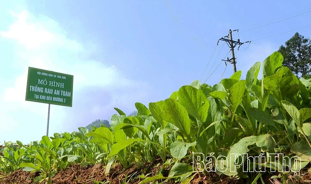 Để tấc đất hóa “tấc vàng” giữa đại ngàn Đèo Mương 2