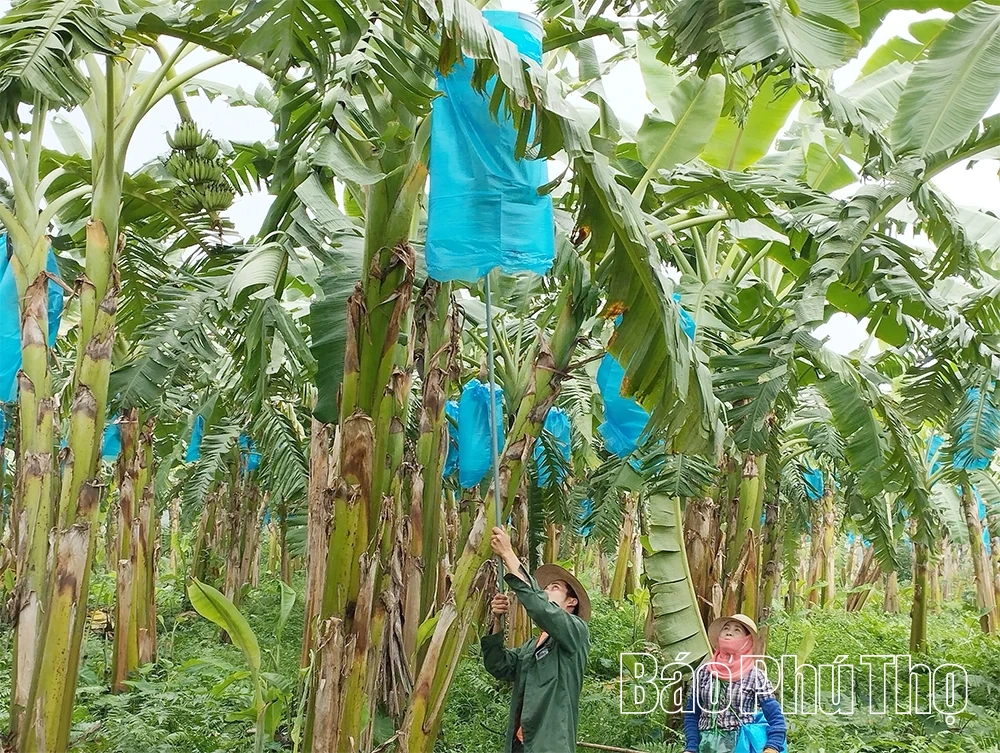 Tăng cường mối liên kết sản xuất giữa kinh tế tập thể và kinh tế tư nhân