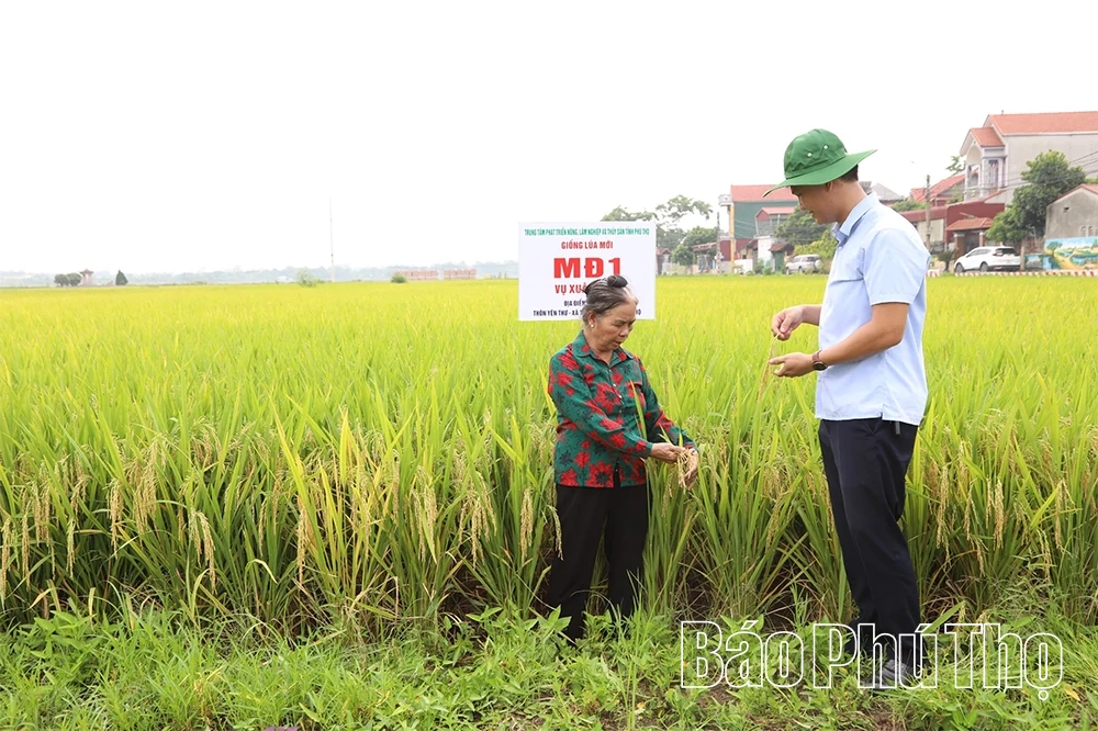 Trình diễn giống lúa mới có năng suất, chất lượng cao
