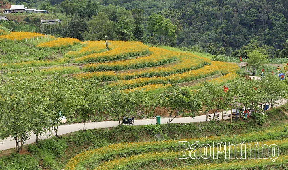 Xóm Mừng rực rỡ mùa hoa Sao Nhái