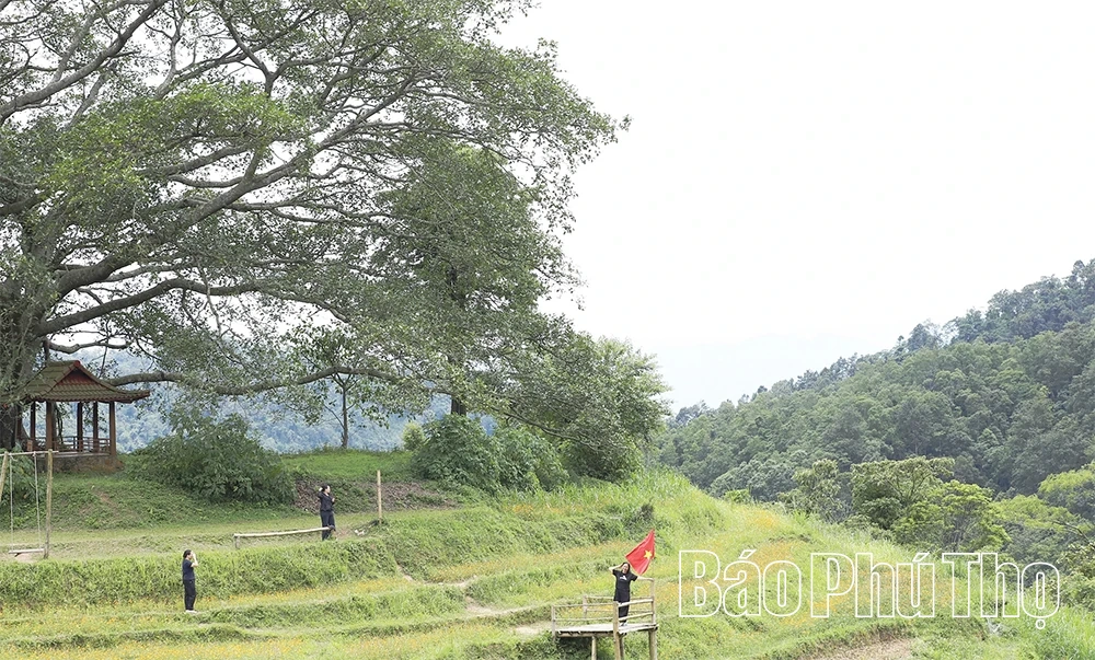 Xóm Mừng rực rỡ mùa hoa Sao Nhái