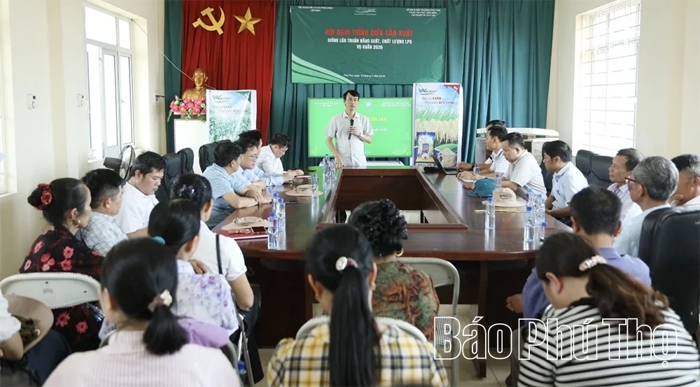 Trình diễn giống lúa thuần LP5 vụ Xuân 2026