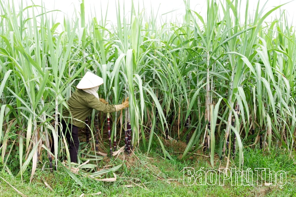 Hiệu quả Chương trình mục tiêu quốc gia giảm nghèo bền vững ở Mường Thàng