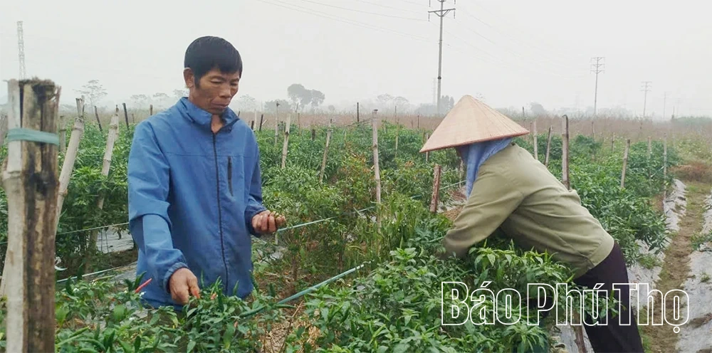 Chuyển đổi sản xuất để gia tăng giá trị nông sản