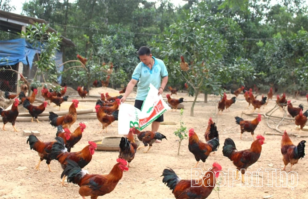 Phát triển chăn nuôi theo tiêu chuẩn VietGAP