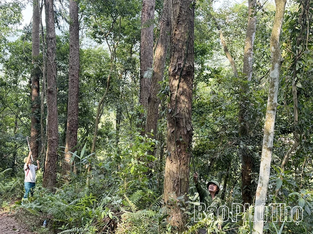Giữ màu xanh Tam Đảo trước nguy cơ cháy rừng mùa nắng nóng