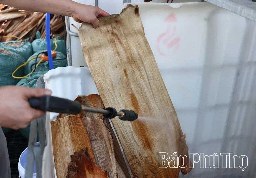 Eco-Friendly Products Crafted from Areca Palm Leaf Sheaths