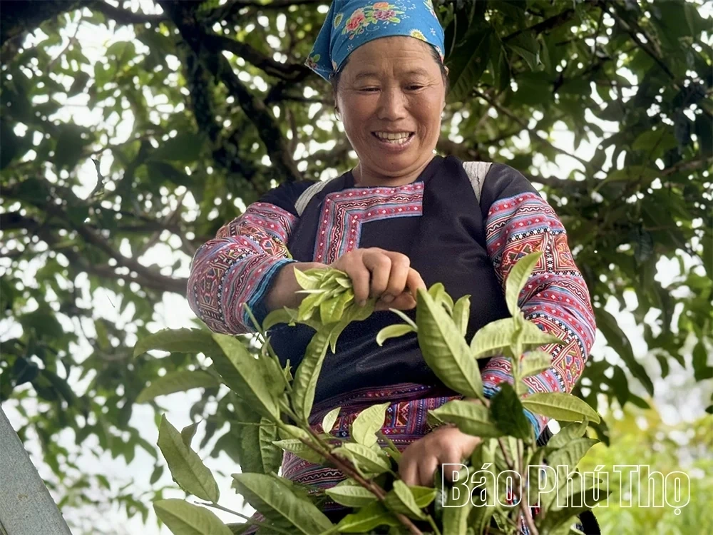 Exploring the Ancient Shan Tuyet Tea Tree Population in Pa Co