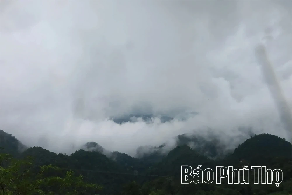 Exploring the Ancient Shan Tuyet Tea Tree Population in Pa Co