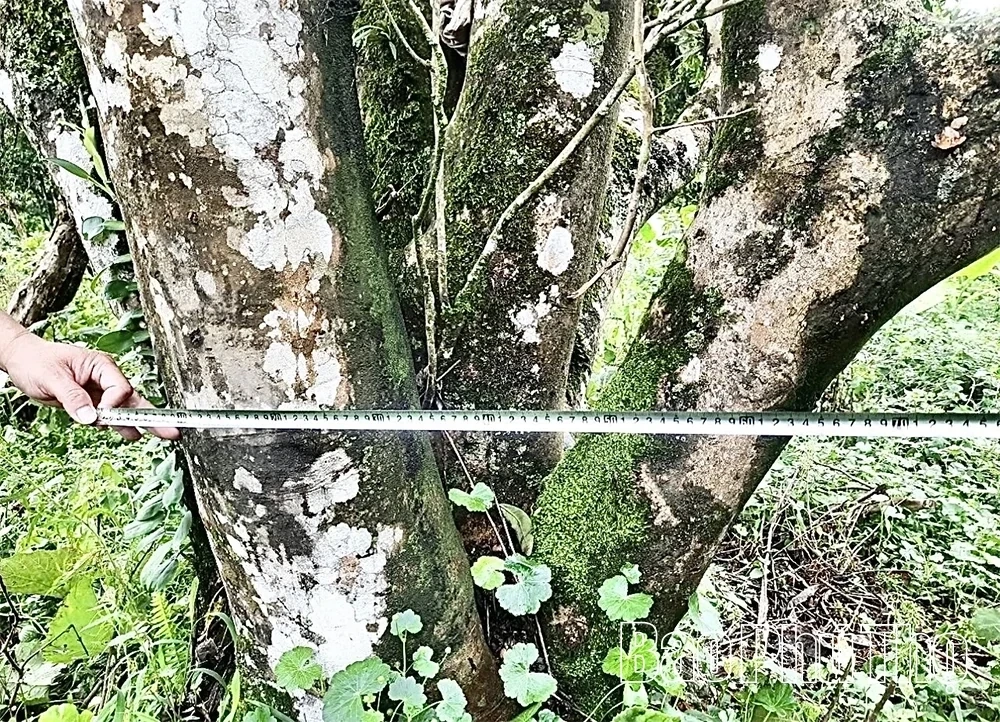 Exploring the Ancient Shan Tuyet Tea Tree Population in Pa Co