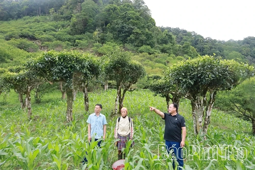 Exploring the Ancient Shan Tuyet Tea Tree Population in Pa Co