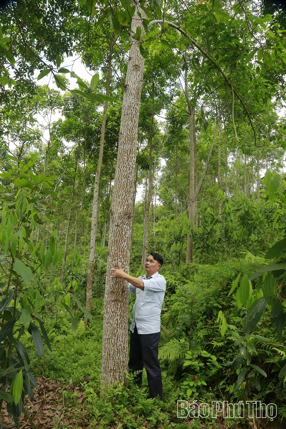 “Mỏ vàng” trên đất rừng xóm Lối