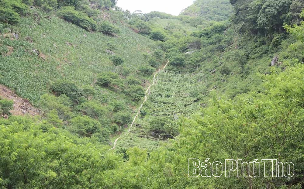 Cần “đánh thức” mùa mận Pà Cò